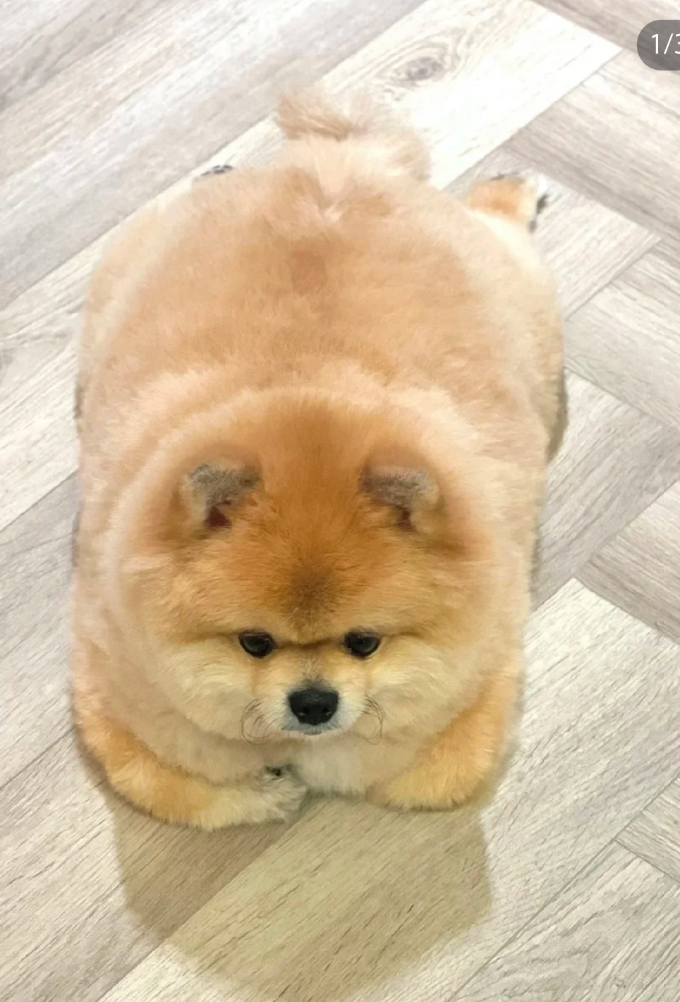 松狮